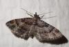 Gymnoscelis rufifasciata